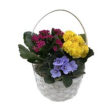 Seasonal Blooming Basket