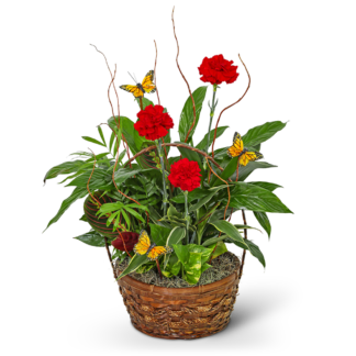Red Blooms and Butterflies Dish Garden
