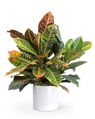 Croton Petra Plant