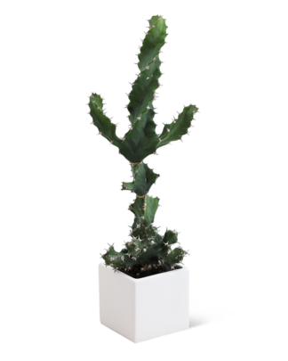 Cactus Plant