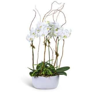 Fifth Avenue Triple Orchid