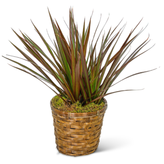 Dracaena Marginata in a Basket