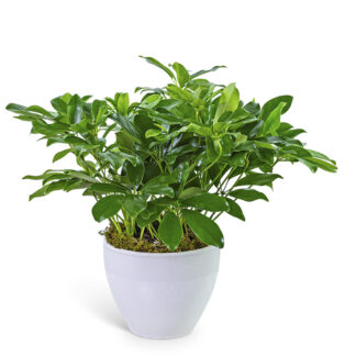 Arboricola Plant in Ceramic