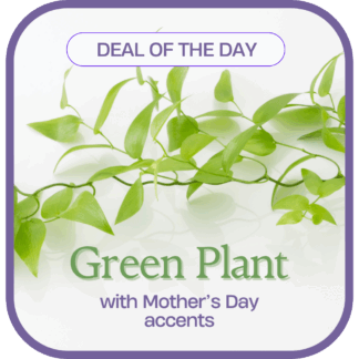 Green Plant with Mother's Day Accents