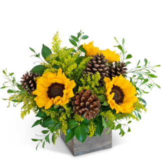 Harvest Sunburst Beauty