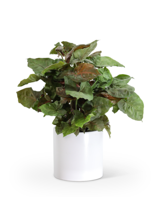 Arrowhead Plant