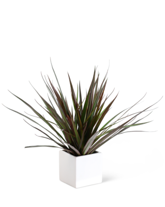 Drecaena Marginata Plant