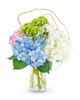 Sweet Hydrangea
