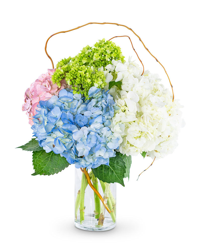 Sweet Hydrangea