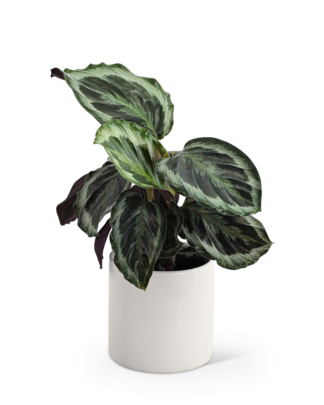 Calathea Plant