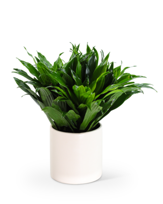 Dracaena Compacta