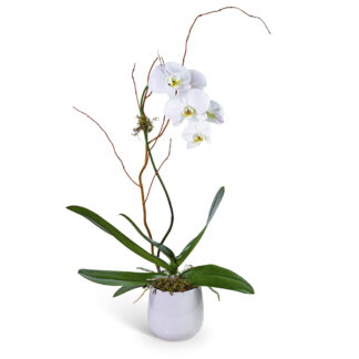 Whispering Phalaenopsis Orchid