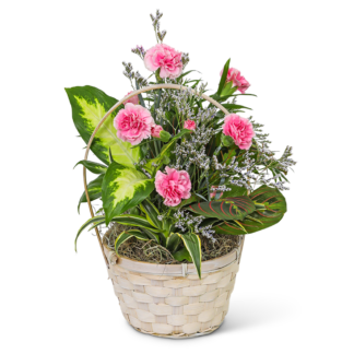 Dish Garden with Petite Pink Florals
