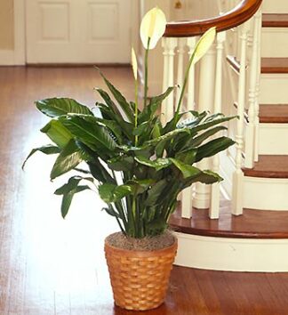 Spathiphyllum Plant - Medium