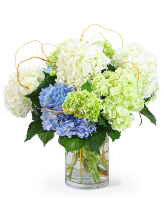 Hello, Hydrangea!