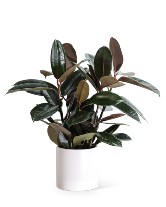 Rubber Tree Plant