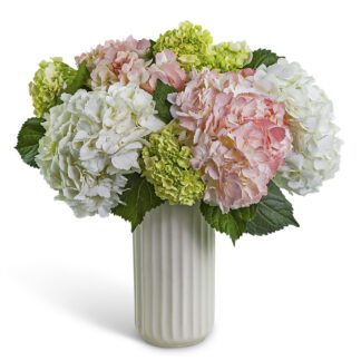 Hydrangea Aura