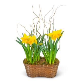 Double Daffodil Basket