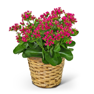 Rosy Bloom Kalanchoe Plant