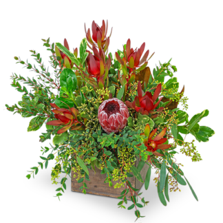 Wild and Lush Protea