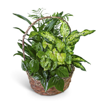 Verdant Dish Garden
