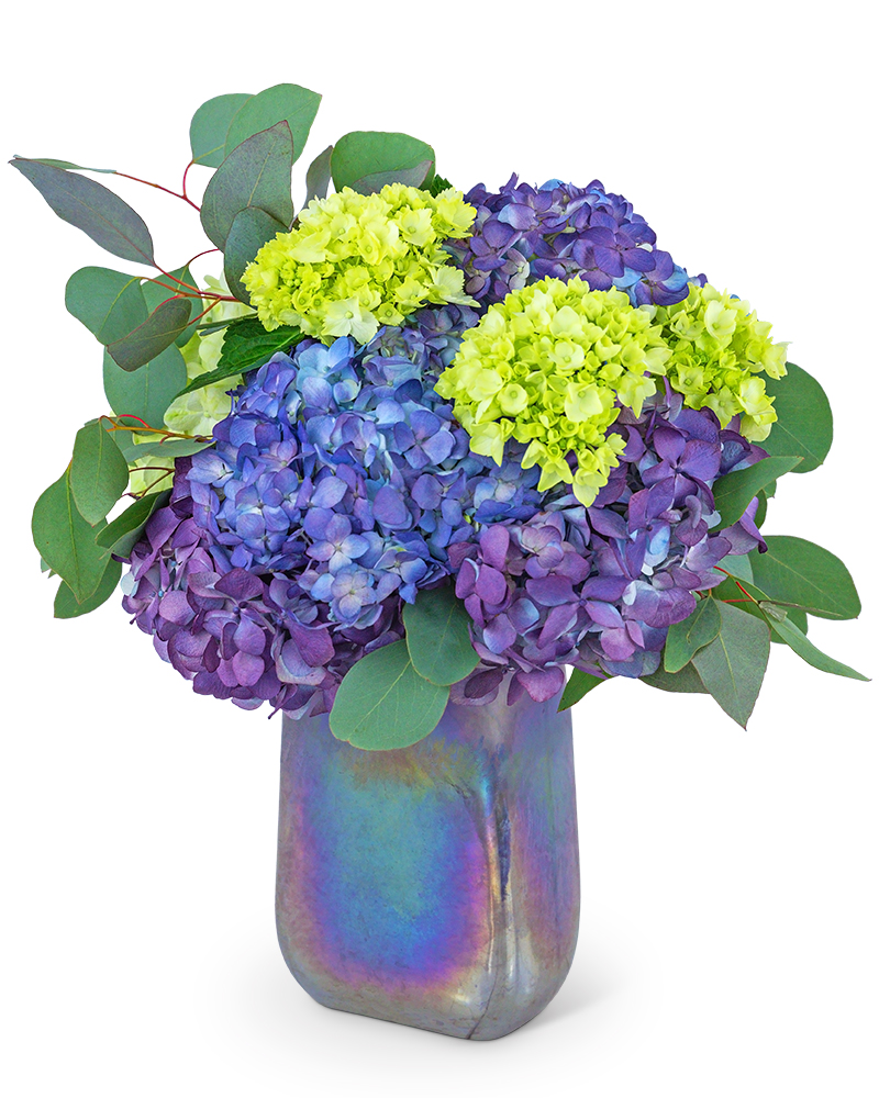 Hydrangea Harmony