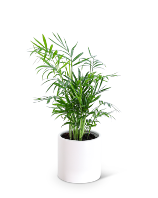 Parlor Palm Plant