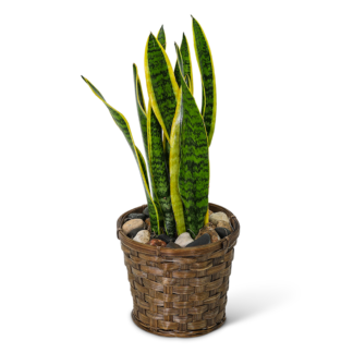 Sansevieria Plant in Basket