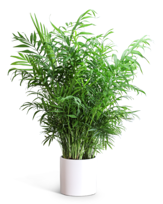 Areca Palm Plant
