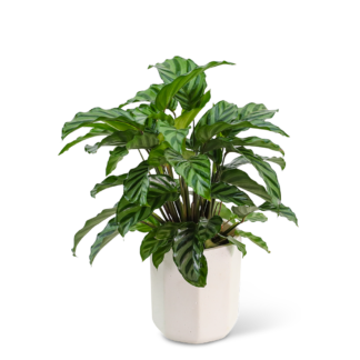Calathea Plant in Ceramic Container