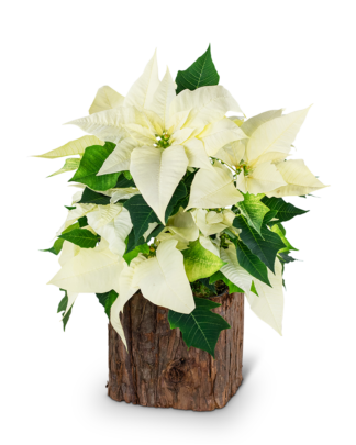 Natural White Poinsettia Plant