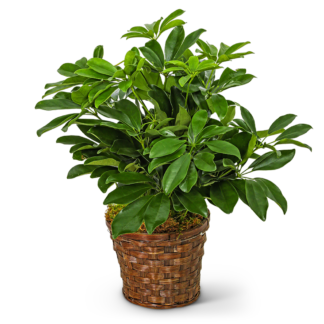 Miniature Schefflera Plant