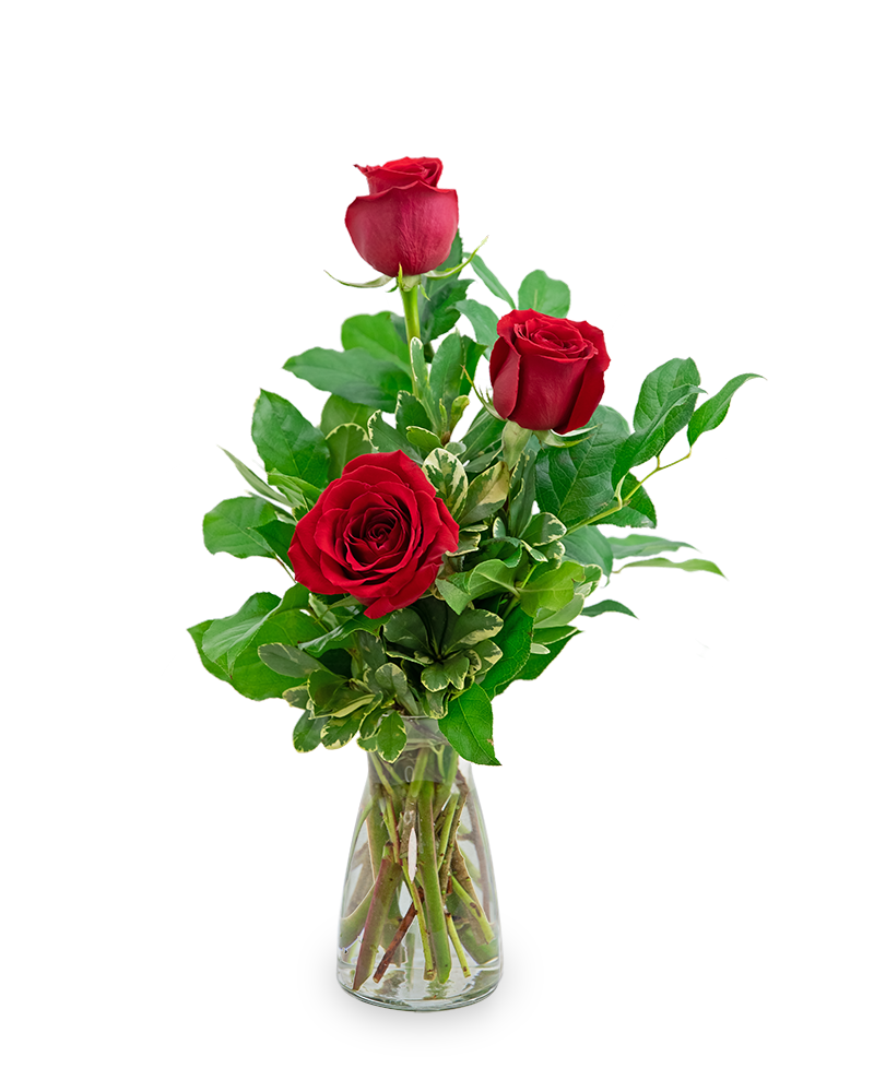 Red Roses (3)