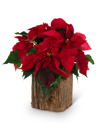 Natural Red Poinsettia Plant