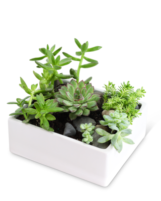 Succulent Garden
