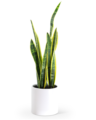 Sansevieria Plant