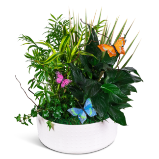 Grande Dish Garden with Butterflies