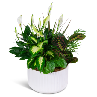 Emerald Haven Dish Garden