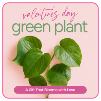 Valentine's Day Green Plant