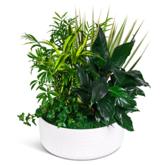 Grande Dish Garden
