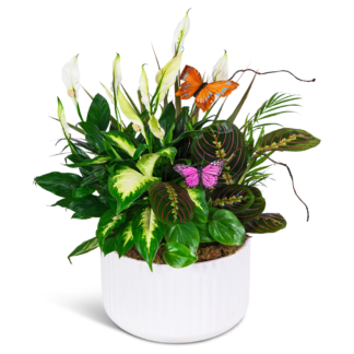 Living Serenity Dish Garden
