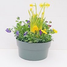 Pansy and Mini Daffodil Planter