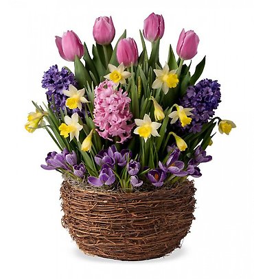 Welcome Spring Bulb Garden
