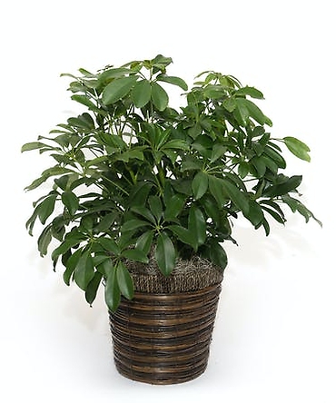 Schefflera Plant in Basket