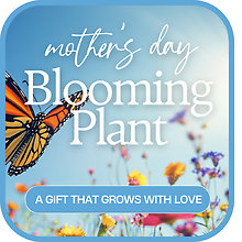 Mother\'s Day Blooming Plant
