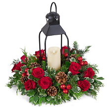 Crimson Evergreen Lantern