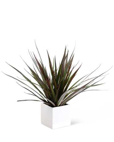 Drecaena Marginata Plant