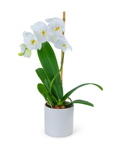 White Orchid Plant