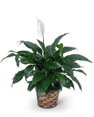 Peace Lily Plant-Small