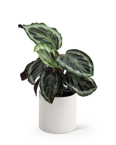 Calathea Plant